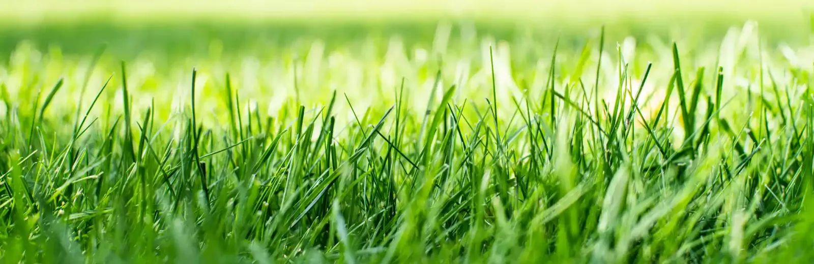 green-grass-lawn-georgia